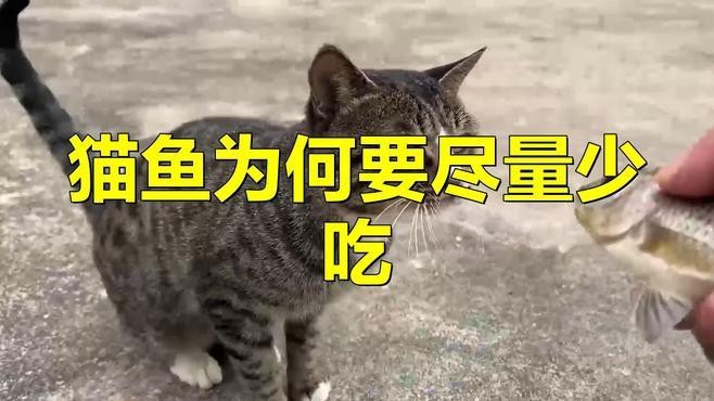 四須貓魚為何要盡量少吃