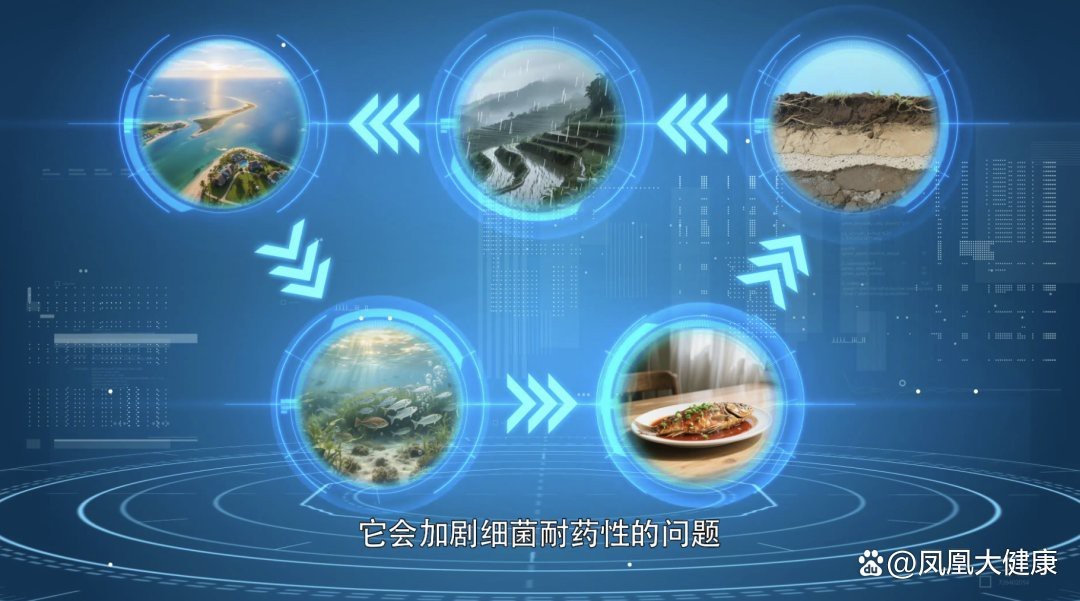 四須貓魚為何要盡量少吃