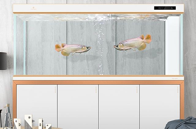 可麗愛魚缸換水流程（可麗愛魚缸換水流程,可麗愛魚缸養魚需要定期換水）