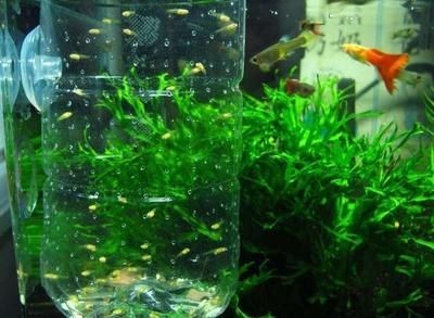 魚缸品牌背后的故事：魚缸品牌背后的故事和發展趨勢：水族箱的歷史歷程