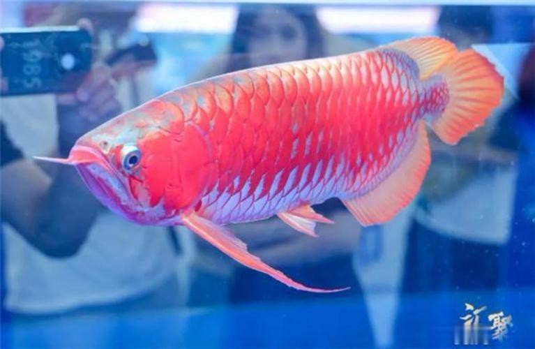 20萬冠軍龍魚有哪些賽事榮譽？