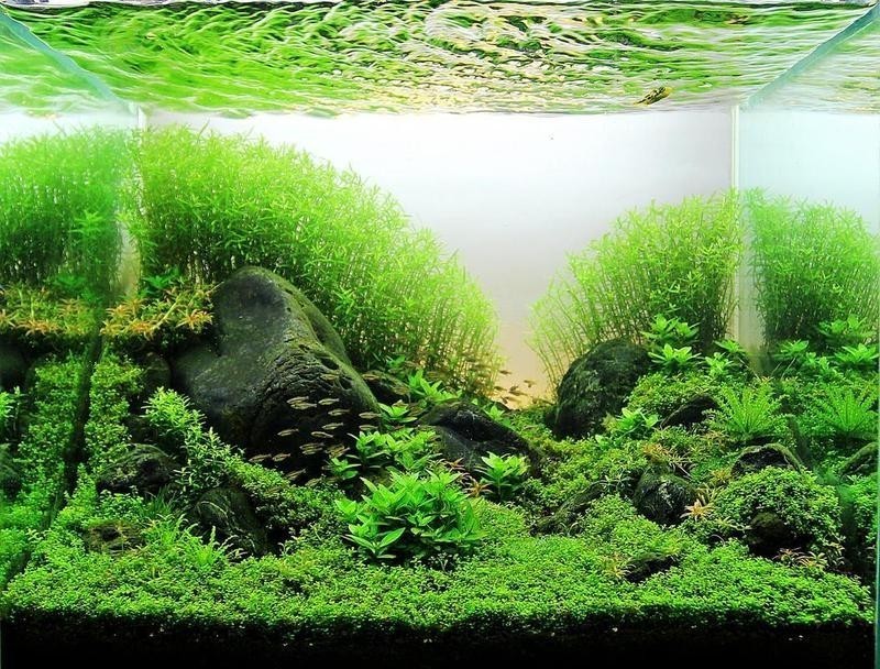 水草造景大賽
