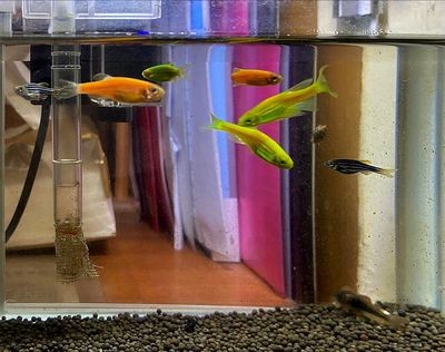 小魚缸的故事：[需手動填充][需手動填充]的生活習性，魚缸生態平衡維護技巧，觀賞魚品種選擇指南