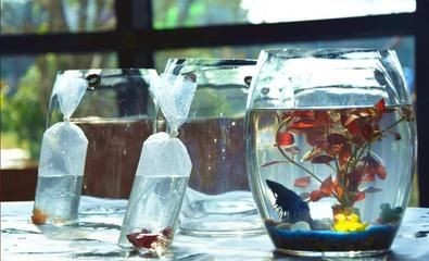 小魚缸的故事：[需手動填充][需手動填充]的生活習性，魚缸生態平衡維護技巧，觀賞魚品種選擇指南