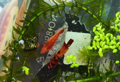 小魚缸的故事：[需手動填充][需手動填充]的生活習性，魚缸生態平衡維護技巧，觀賞魚品種選擇指南