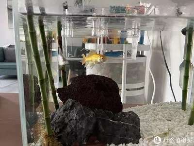 小魚缸的故事：[需手動填充][需手動填充]的生活習性，魚缸生態平衡維護技巧，觀賞魚品種選擇指南