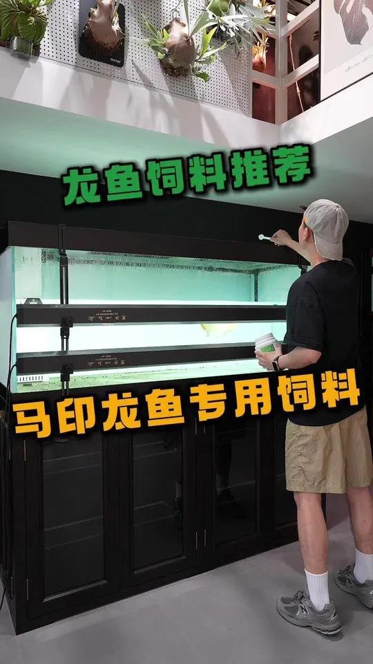 有哪些品牌龍魚專用飼料推薦？