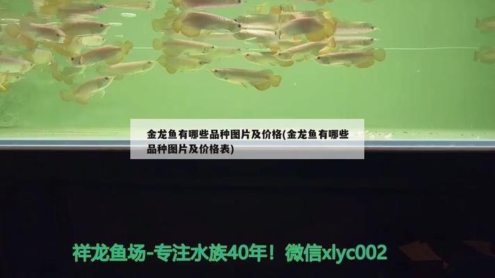 什么品種金龍魚(yú)最貴的：紅金龍魚(yú)、黑龍和金頭過(guò)背金龍魚(yú)是金龍魚(yú)中最貴的幾個(gè)品種