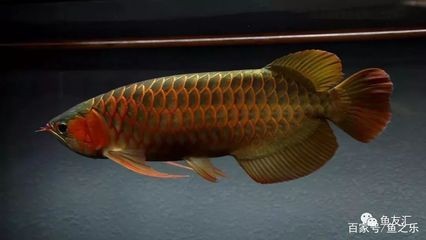 紅龍魚的最佳溫度范圍是多少？：紅龍魚最佳溫度范圍是24-29攝氏度 紅龍魚的最佳溫度范圍是多少？：紅龍魚最佳溫度范圍是24-29攝氏度 龍魚百科 第2張