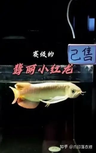 哪里可以查到實時的紅龍魚價格? 2025長城杯龍魚大賽 第17張 哪里可以查到實時的紅龍魚價格? 哪里可以查到實時的紅龍魚價格? 2025長城杯龍魚大賽 第17張