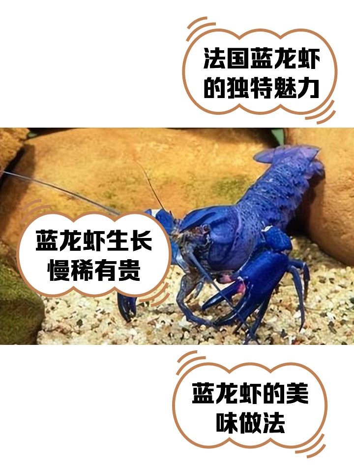 能否詳細介紹藍龍蝦的特點？