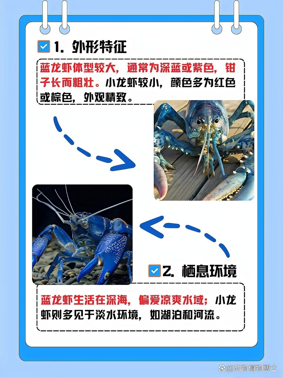 能否詳細介紹藍龍蝦的特點？