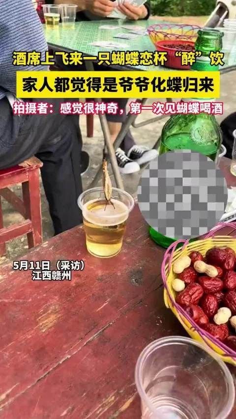 蝴蝶靠近有靈氣的人