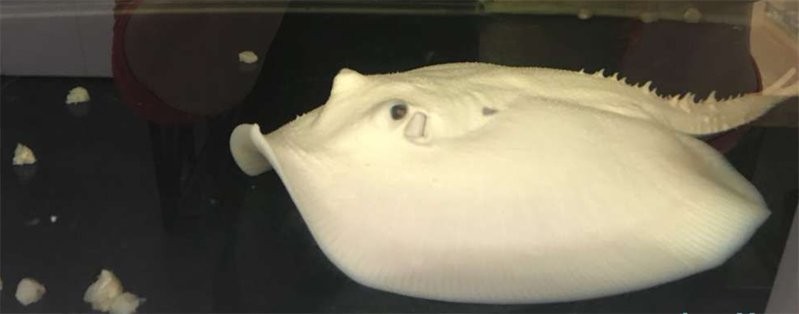 龍魚之巔網(wǎng)站有哪些直播回放？