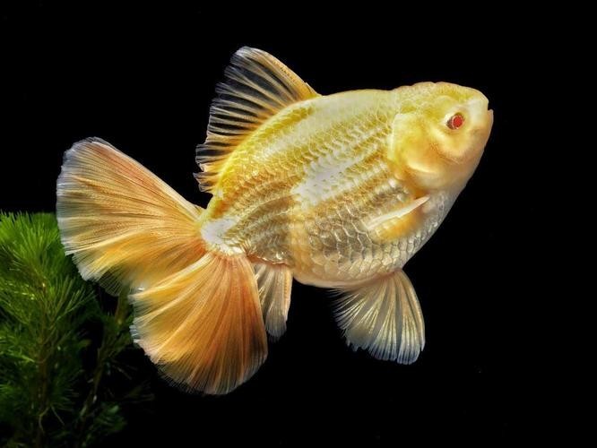 如何獲取2025金魚比賽獲獎魚圖片？