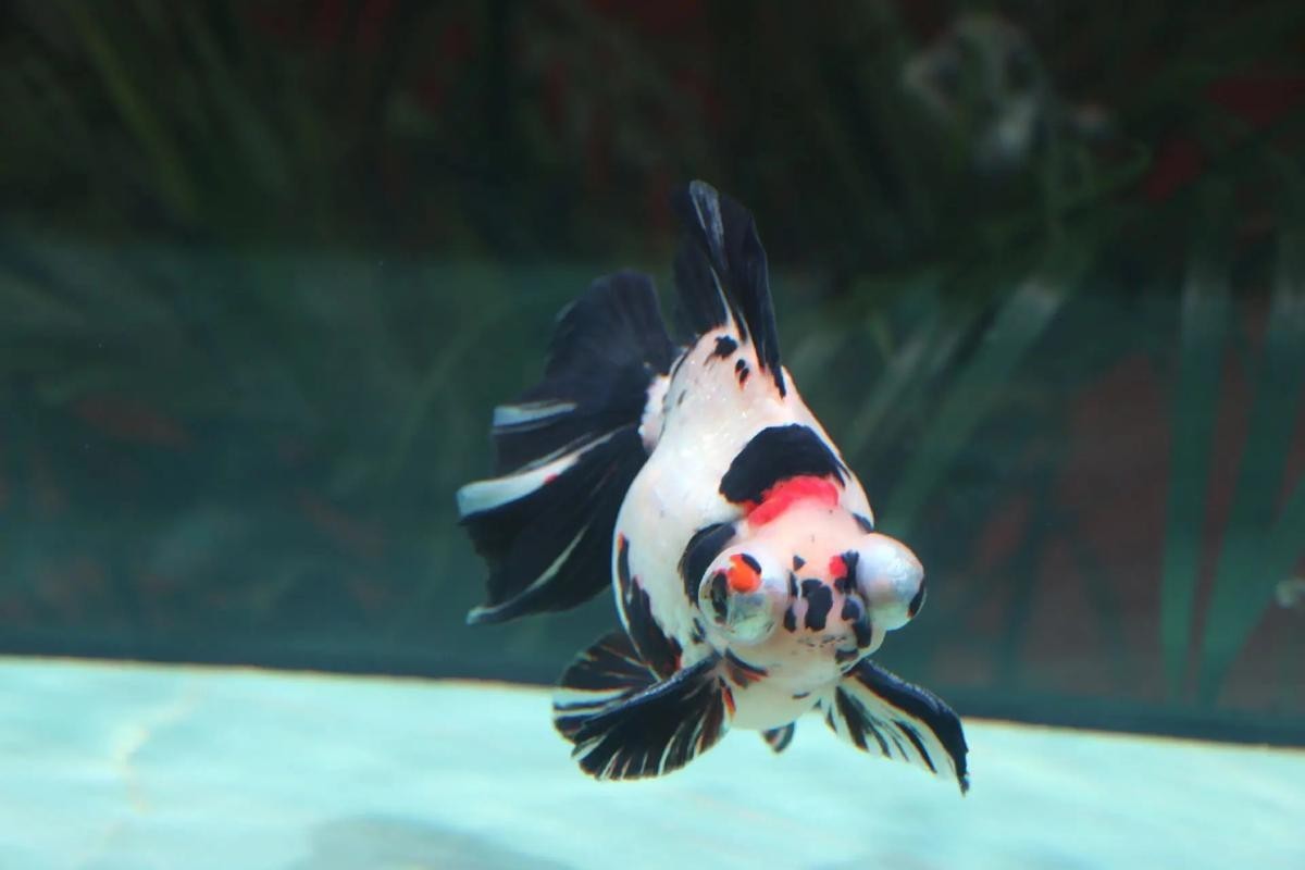 如何獲取2025金魚比賽獲獎魚圖片？