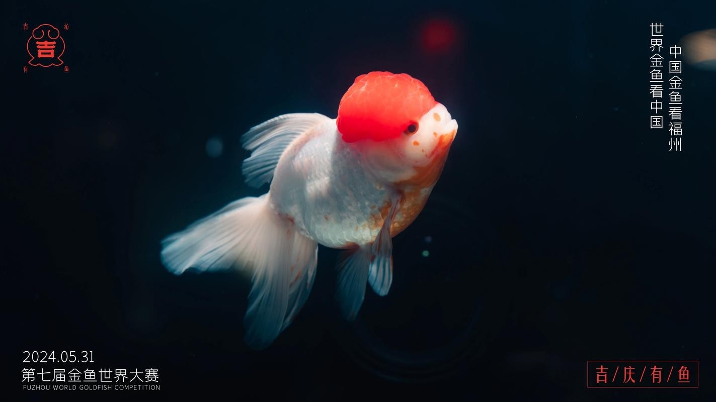 如何獲取2025金魚比賽獲獎魚圖片？