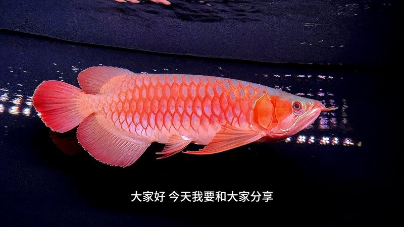 龍魚接受底層魚后會有哪些表現？