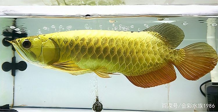 龍魚接受底層魚后會有哪些表現？