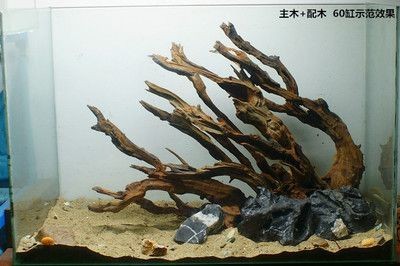 紅龍魚適宜的魚缸布置：紅龍魚適宜的水質管理方法，紅龍魚魚缸光照需求詳解