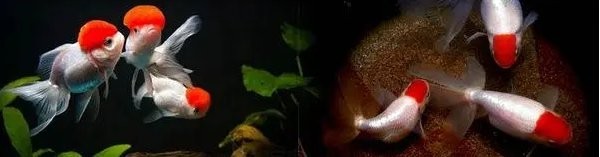 長城杯觀賞魚比賽的歷史