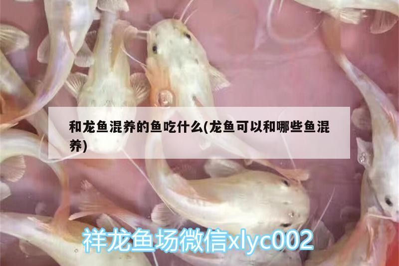 洪洞縣城蓮花嘉園精創(chuàng)水秀水族店