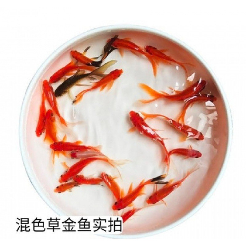 攀枝花龍魚冷水魚價格