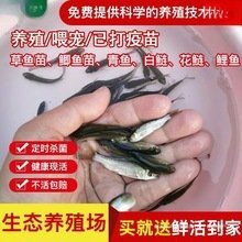 攀枝花龍魚冷水魚價格