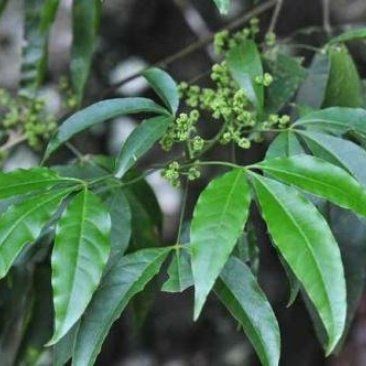 虎苗5是雜牌還是名牌