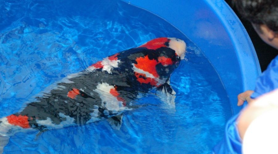 魚缸可以養什么新奇的寵物：幾種新奇的魚缸寵物及其飼養細節