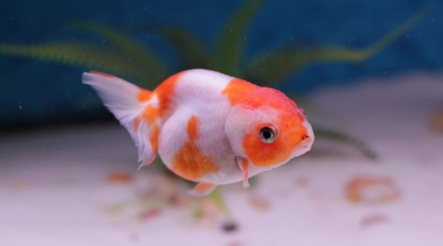 魚缸可以養什么新奇的寵物：幾種新奇的魚缸寵物及其飼養細節