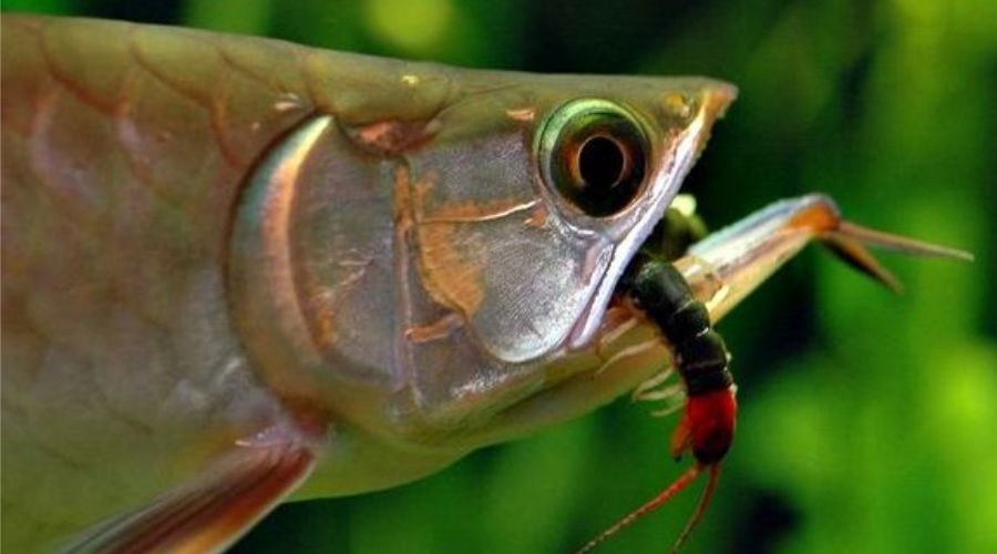 魚缸可以養什么新奇的寵物：幾種新奇的魚缸寵物及其飼養細節 魚缸可以養什么新奇的寵物：幾種新奇的魚缸寵物及其飼養細節 魚缸百科 第4張