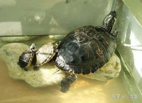 13號龍魚現在的主人是誰？