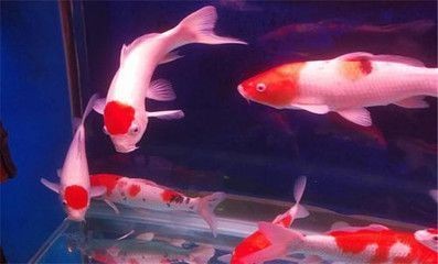 龍鳳鯉魚風水寓意解析：龍鳳鯉魚在風水學中有什么寓意？