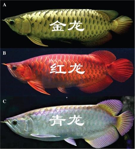 推薦一些高清大圖的龍魚圖片