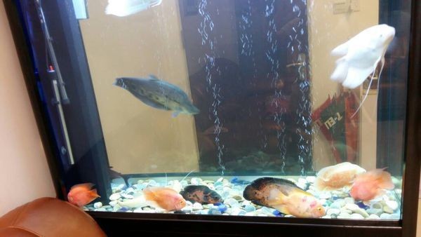 魚缸放鹽在魚缸中的時間主要取決于您的基礎和生存策略：養魚新手入門攻略