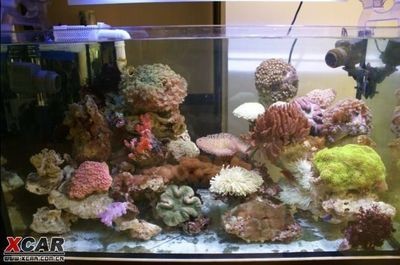 魚缸放鹽在魚缸中的時間主要取決于您的基礎和生存策略：養魚新手入門攻略
