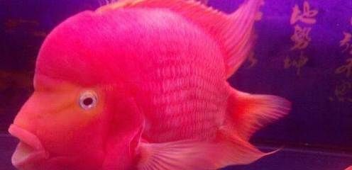 龍魚和財神能養在一起么