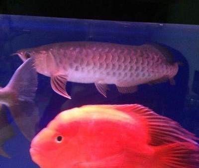 龍魚和財神能養在一起么