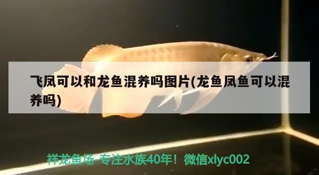 龍魚和鳳魚可以一起喂食嗎
