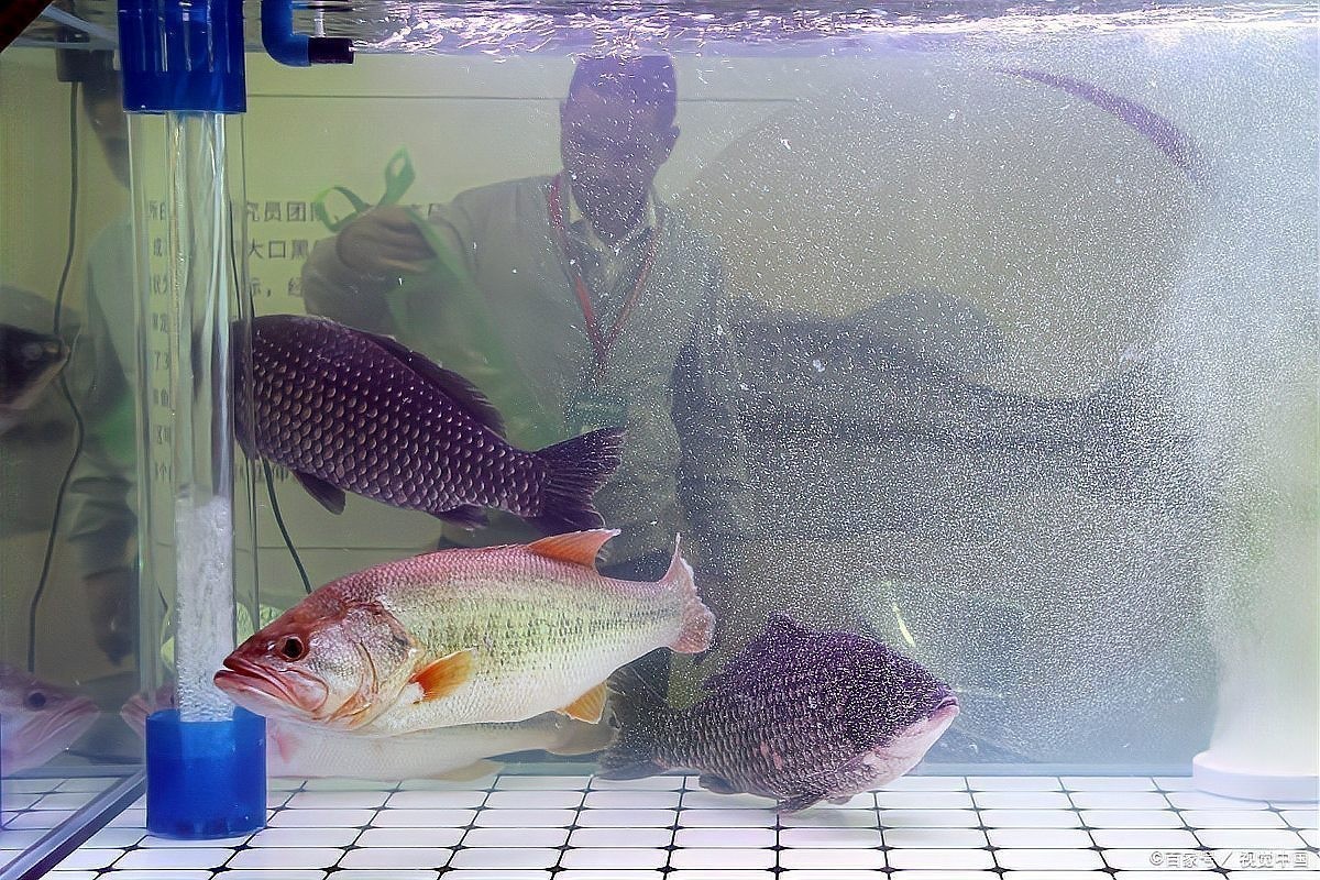 龍魚為什么老在下面