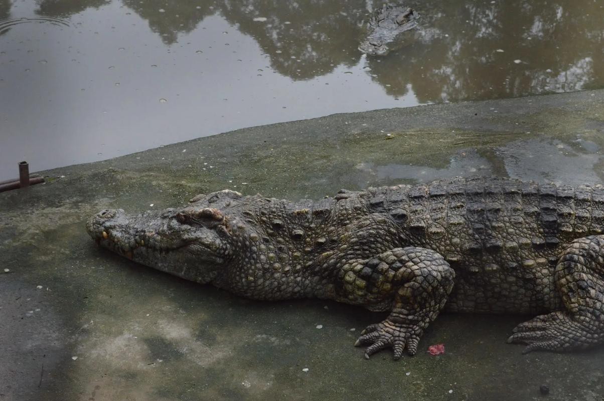 鱷魚圖片大全大圖