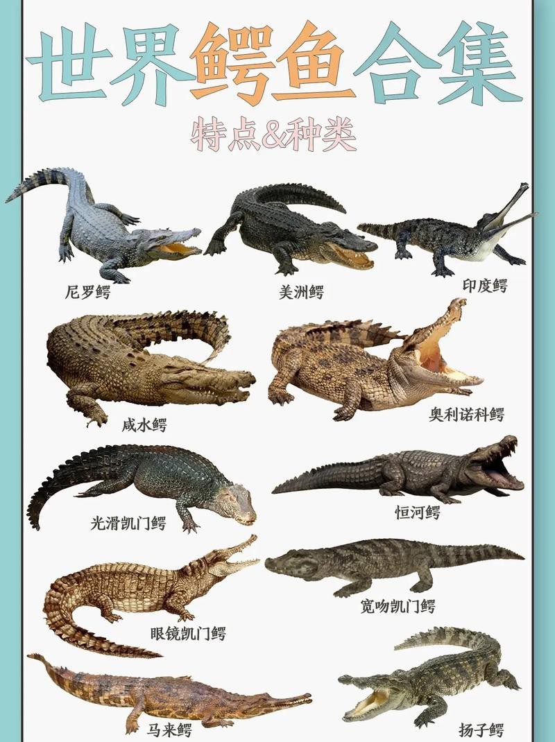 鱷魚圖片大全大圖