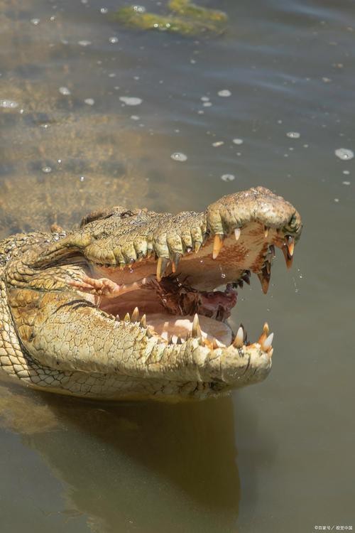 鱷魚圖片大全大圖