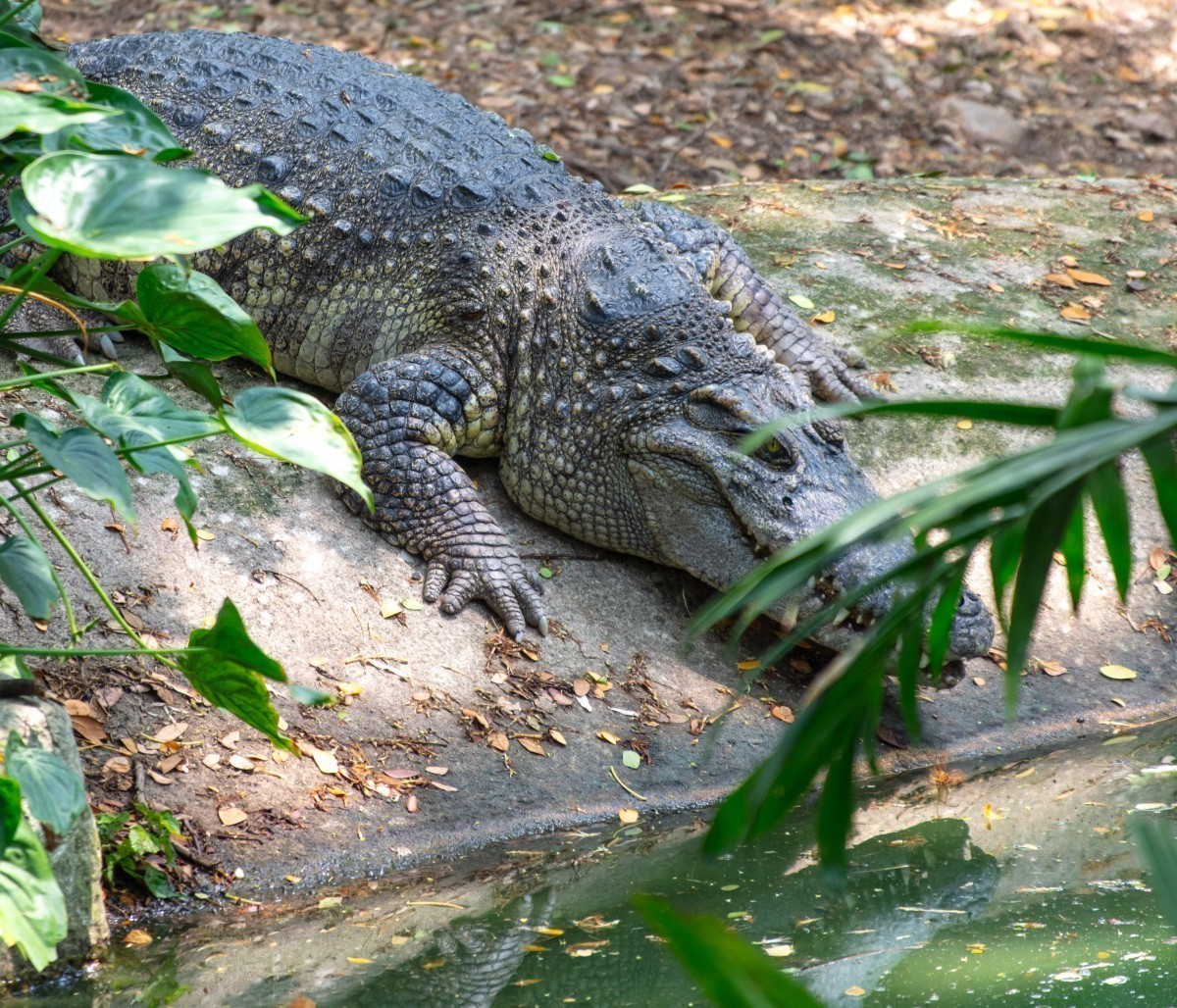 鱷魚圖片大全大圖