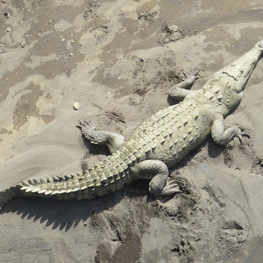 鱷魚圖片大全大圖