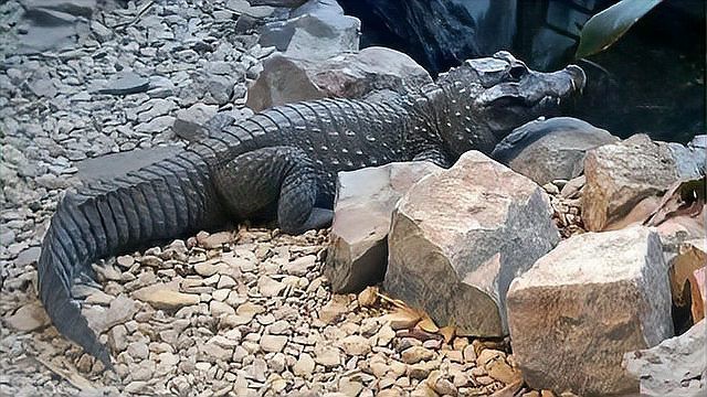 鱷魚圖片大全大圖