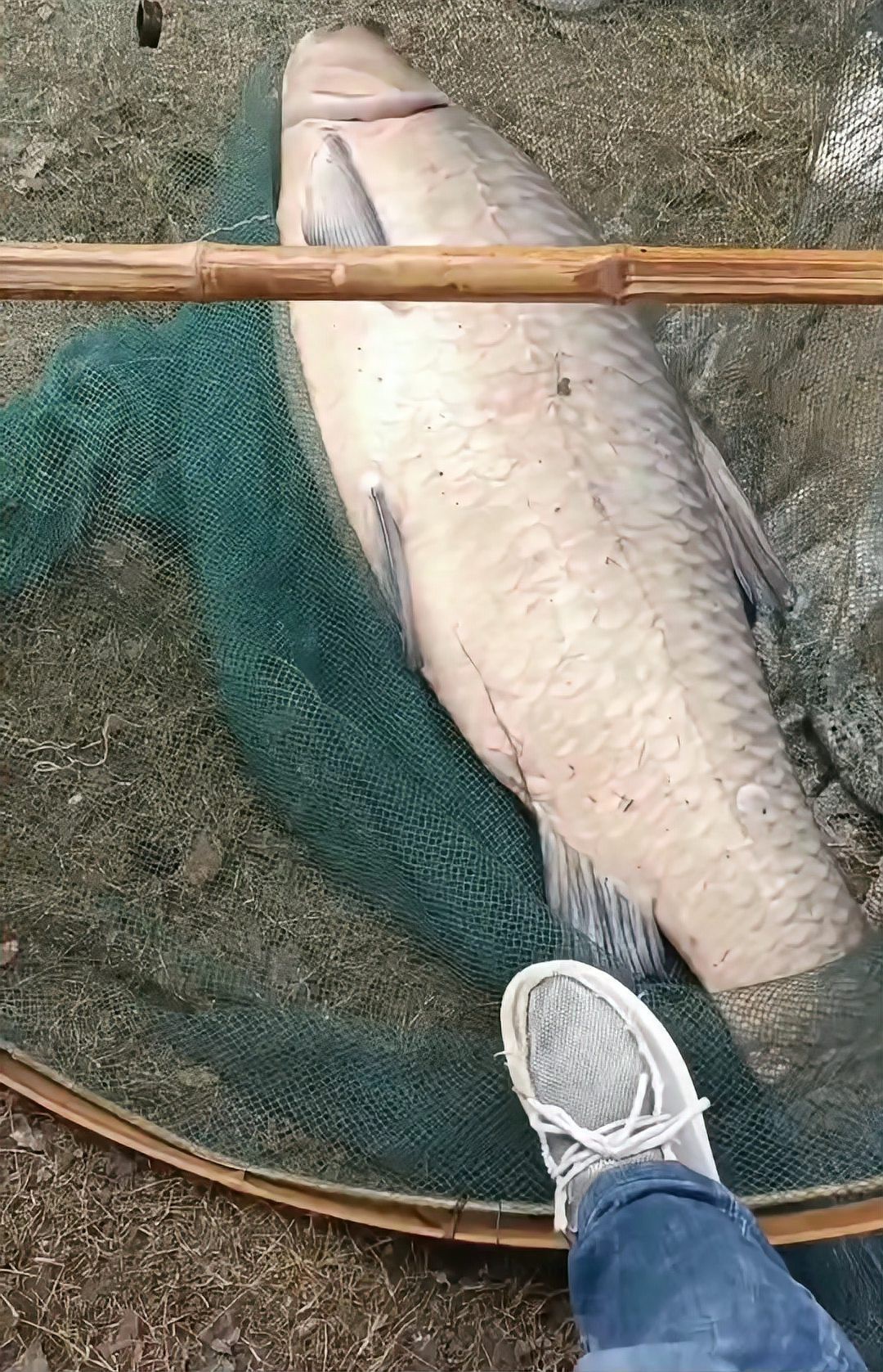 青魚10斤以上價格表