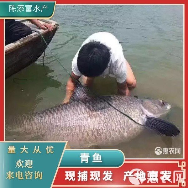 青魚10斤以上價格表
