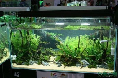 揭秘廣州魚缸造景展會時間表廣州魚缸造景展會時間表：關于廣州水族造景展的一些問題